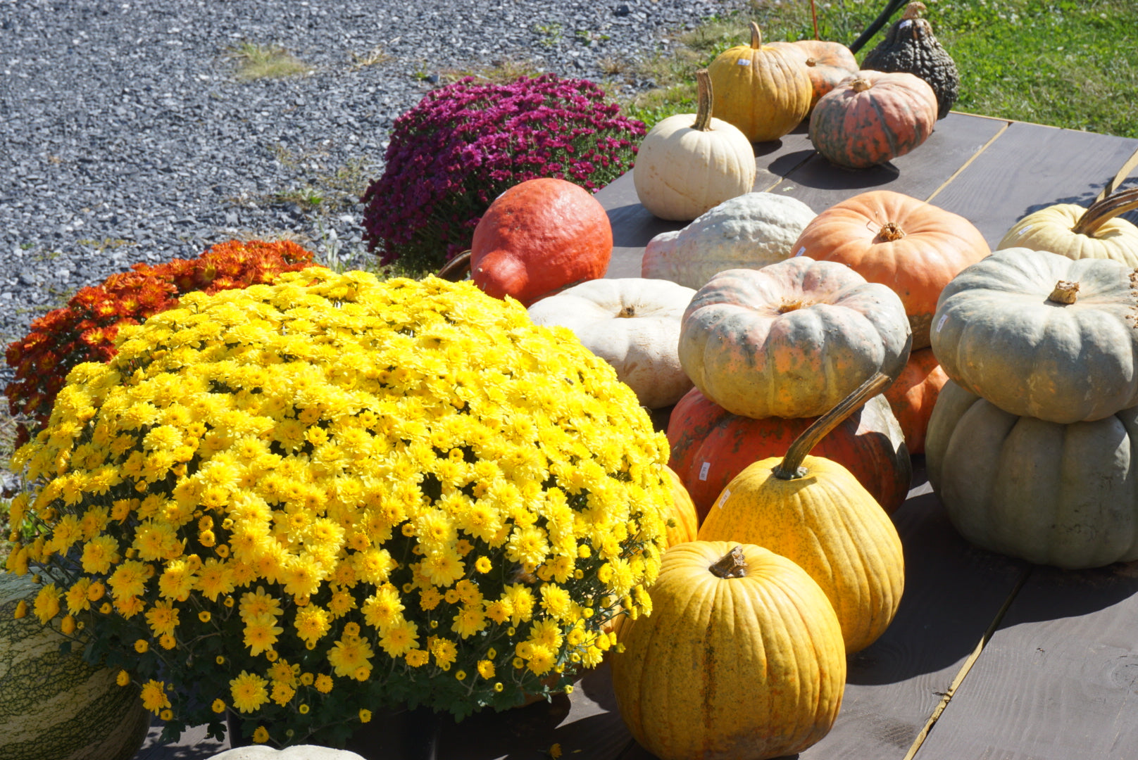 Pumpkins and Mums